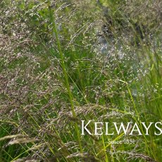 Deschampsia cespitosa Deschampsia cespitosa