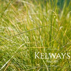 Deschampsia cespitosa Deschampsia cespitosa