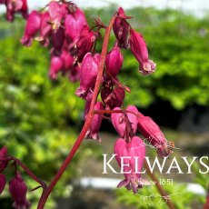 Dicentra formosa