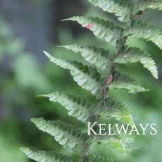 Dryopteris affinis Dryopteris affinis