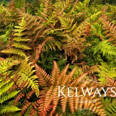 Dryopteris erythrosora Dryopteris erythrosora