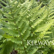 Dryopteris filix-mas (4 litre pot) Dryopteris filix-mas (4 litre pot)