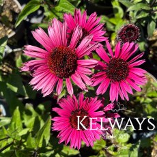 Echinacea purpurea 'Fatal Attraction' PBR Echinacea purpurea 'Fatal Attraction' PBR