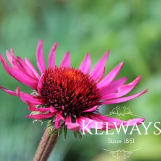Echinacea purpurea 'Fatal Attraction' PBR Echinacea purpurea 'Fatal Attraction' PBR