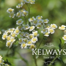 Achillea ageratum