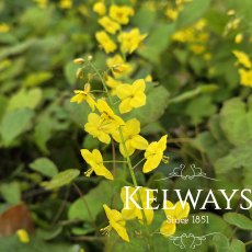 Epimedium x perralchicum 'Frohnleiten' (2 litre pot) Epimedium x perralchicum 'Frohnleiten' (2 litre pot)