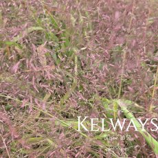 Eragrostis spectabilis Eragrostis spectabilis