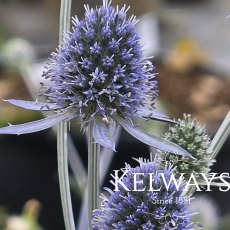 Eryngium planum Eryngium planum