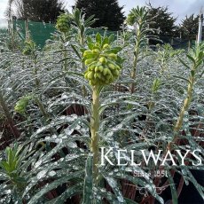 Euphorbia characias subsp. wulfenii (10 litre pot) Euphorbia characias subsp. wulfenii (10 litre pot)
