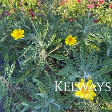 Euryops pectinatus Euryops pectinatus