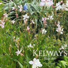 Oenothera lindheimeri 'The Bride' (G) (9cm pot) Oenothera lindheimeri 'The Bride' (G) (9cm pot)