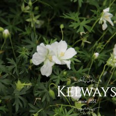 Geranium sanguineum 'Album' Geranium sanguineum 'Album'