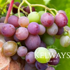 Vitis vinifera 'Muscat Hamburg' (G/B) (Grape) Vitis vinifera 'Muscat Hamburg' (G/B) (Grape)