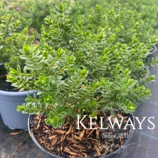 Hebe 'Margret' Hebe 'Margret'