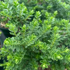 Hebe 'Margret' Hebe 'Margret'