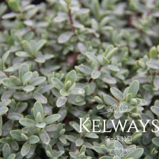 Hebe pinguifolia 'Pagei' (2 litre pot) Hebe pinguifolia 'Pagei' (2 litre pot)