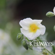 Helianthemum 'The Bride' (9cm pot) Helianthemum 'The Bride' (9cm pot)