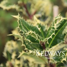 Ilex aquifolium 'Ferox Argentea' (m/v) Ilex aquifolium 'Ferox Argentea' (m/v)