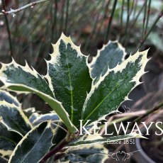 Ilex aquifolium 'Handsworth New Silver'