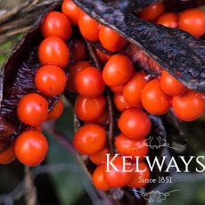 Iris foetidissima Iris foetidissima