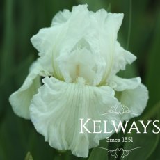 Iris 'Winter Olympics' (TB) Iris 'Winter Olympics' (TB)