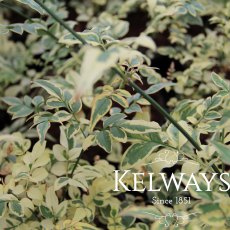 Jasminum officinale 'Argenteovariegatum' (v) (3 litre pot) Jasminum officinale 'Argenteovariegatum' (v) (3 litre pot)