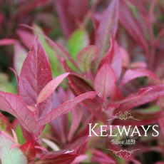 Leucothoe SCARLETTA ('Zeblid') Leucothoe SCARLETTA ('Zeblid')