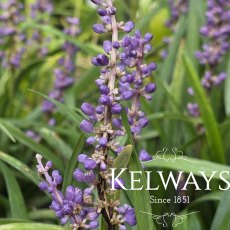 Liriope muscari 'Big Blue' Liriope muscari 'Big Blue'