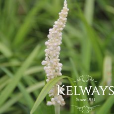 Liriope muscari 'Monroe White' Liriope muscari 'Monroe White'