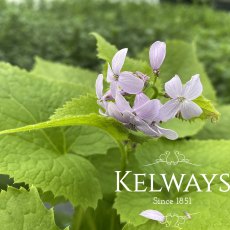 Lunaria rediviva