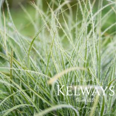 Luzula nivea Luzula nivea