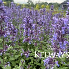 Nepeta grandiflora 'Summer Magic'