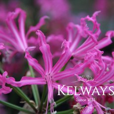 Nerine bowdenii