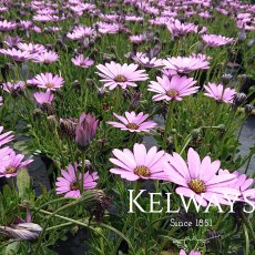 Osteospermum jucundum var. compactum