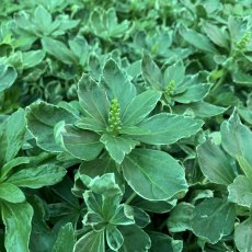 Pachysandra terminalis 'Variegata' (v) (1.5 litre pot) Pachysandra terminalis 'Variegata' (v) (1.5 litre pot)