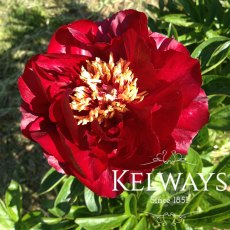 Paeonia 'Buckeye Belle' Paeonia 'Buckeye Belle'