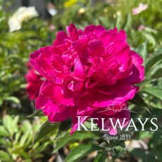 Paeonia 'General MacMahon' Paeonia 'General MacMahon'