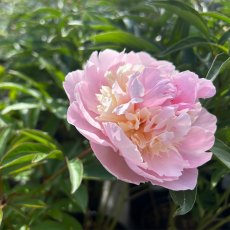Paeonia 'Angel Cheeks' Paeonia 'Angel Cheeks'