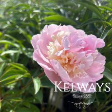 Paeonia 'Angel Cheeks' Paeonia 'Angel Cheeks'