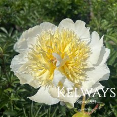 Paeonia 'Honey Gold' Paeonia 'Honey Gold'