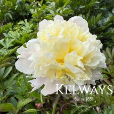 Paeonia 'Laura Dessert' Paeonia 'Laura Dessert'