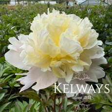 Paeonia 'Laura Dessert' Paeonia 'Laura Dessert'
