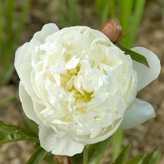 Paeonia 'Marie Lemoine' Paeonia 'Marie Lemoine'