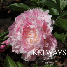 Paeonia Pillow Talk Paeonia Pillow Talk