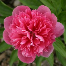 Paeonia 'Rosea Plena' Paeonia 'Rosea Plena'