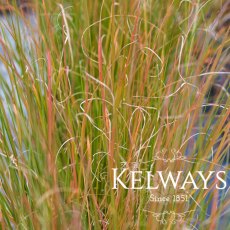 Pennisetum alopecuroides 'Hameln' Pennisetum alopecuroides 'Hameln'