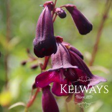 Penstemon 'Blackbird' (Bird Series)