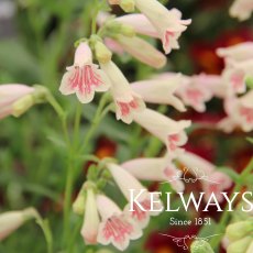 Penstemon 'Hidcote Pink' (9cm pot) Penstemon 'Hidcote Pink' (9cm pot)