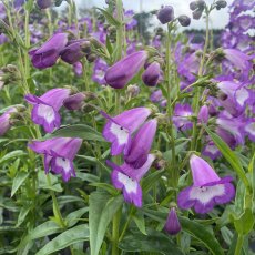 Penstemon 'Pensham Czar' (Pensham Series)