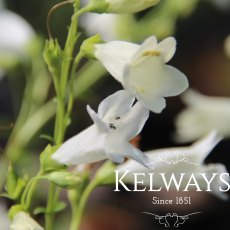 Penstemon 'Pensham Wedding Day' (Pensham Series) (9cm pot) Penstemon 'Pensham Wedding Day' (Pensham Series) (9cm pot)